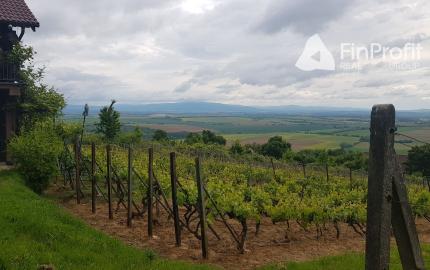 Prenajmem vinohrad v Koliňanoch pri Nitre.