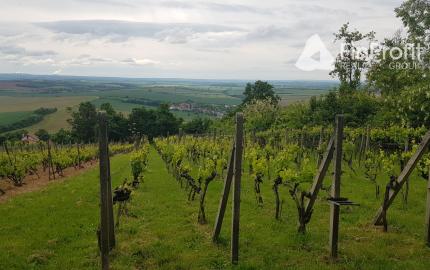 Prenajmem vinohrad Koliňany pri Nitre.