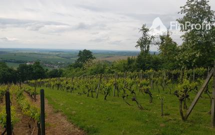 Prenajmem vinohrad Koliňany pri Nitre.