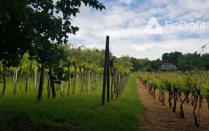 Prenajmem vinohrad Koliňany pri Nitre.