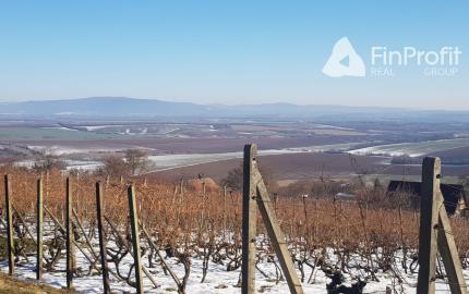 Prenajmem vinohrad Koliňany pri Nitre.