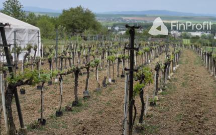 Predám vinohrad s chatou Bita - Dolné Krškany, Nitra.