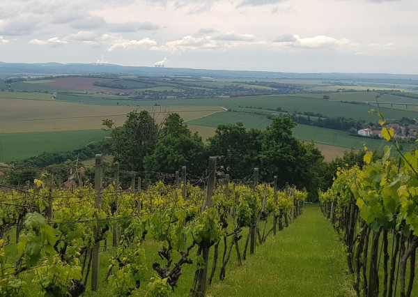 Prenajmem vinohrad v Koliňanoch pri Nitre.