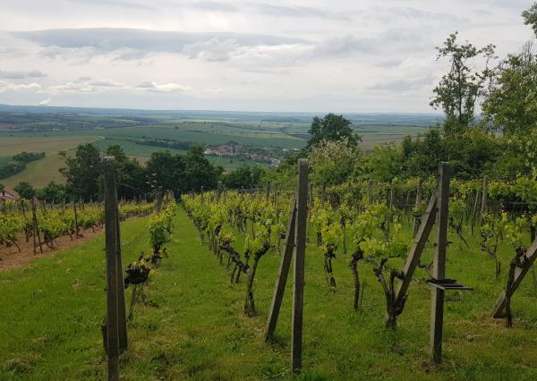 Prenajmem vinohrad v Koliňanoch pri Nitre.