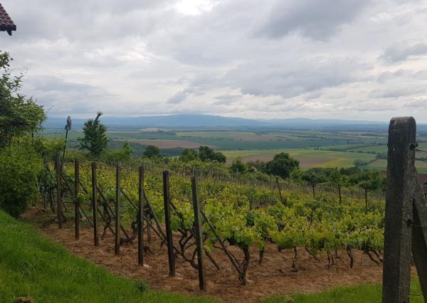 Prenajmem vinohrad v Koliňanoch pri Nitre.