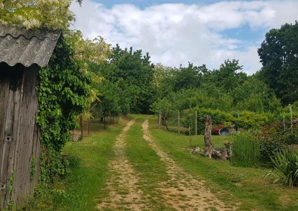 Prenajmem vinohrad v Koliňanoch pri Nitre.