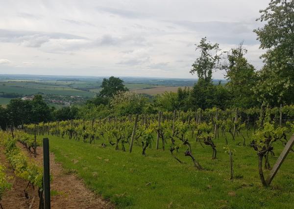 Prenajmem vinohrad v Koliňanoch pri Nitre.