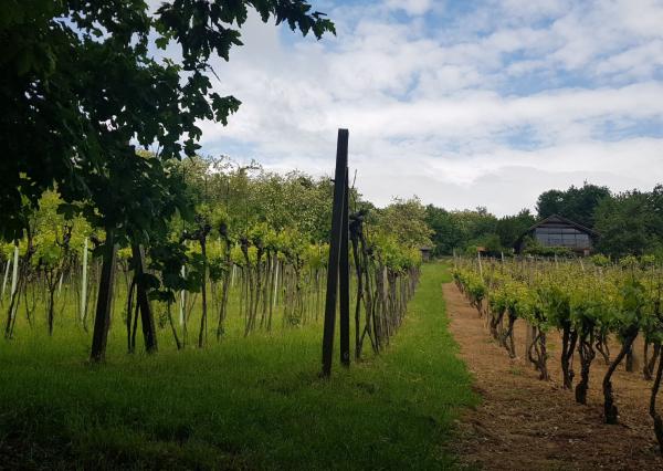 Prenajmem vinohrad v Koliňanoch pri Nitre.