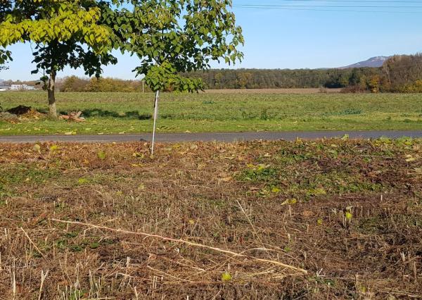 Predám stavebný pozemok v Ivanke pri Nitre 893m2.