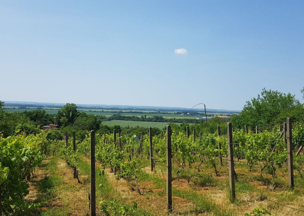 Predám vinice Nitra - Lehota, Za Parkánom.
