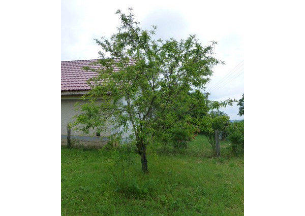 Vidiecky dom s veľkým pozemkom v peknom prostredí.