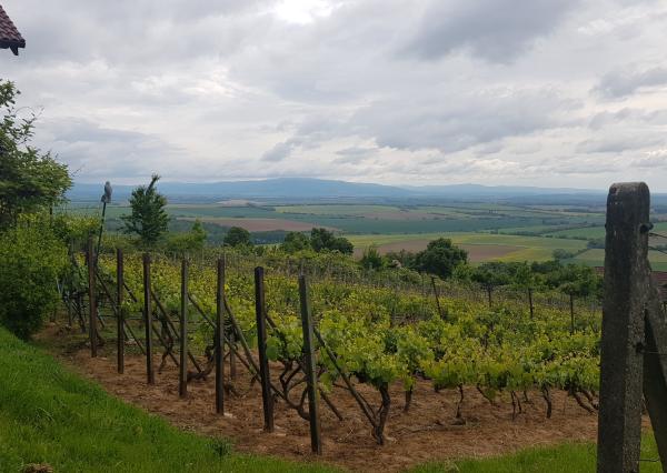 Prenajmem vinohrad Koliňany pri Nitre.