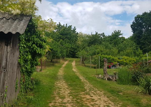 Prenajmem vinohrad Koliňany pri Nitre.