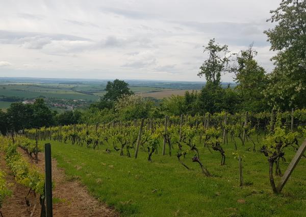 Prenajmem vinohrad Koliňany pri Nitre.