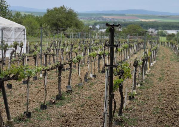 Predám vinohrad s chatou Bita - Dolné Krškany, Nitra.