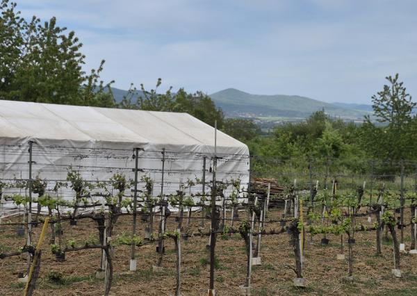 Predám vinohrad s chatou Bita - Dolné Krškany, Nitra.