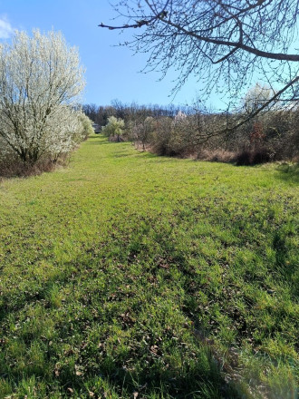 Na predaj 24 árový pozemok s chatou. - fotografia 5