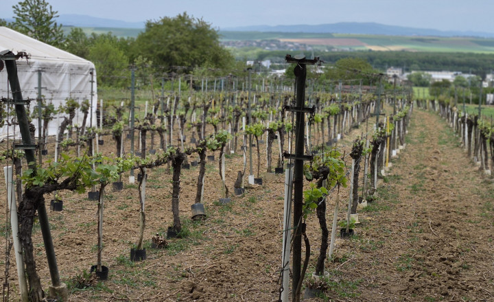 Predám vinohrad s chatou Bita - Dolné Krškany, Nitra. - fotografia 4