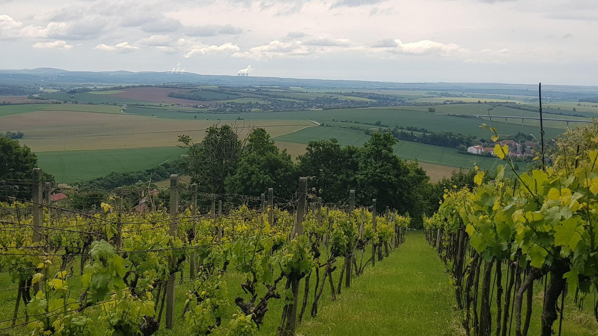 Prenajmem vinohrad v Koliňanoch pri Nitre.