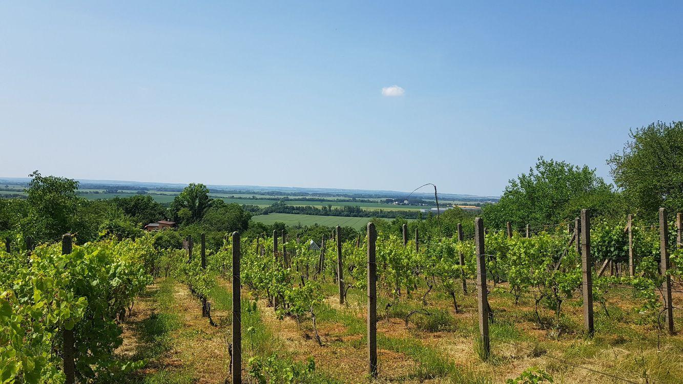 Predám vinice Nitra - Lehota, Za Parkánom.
