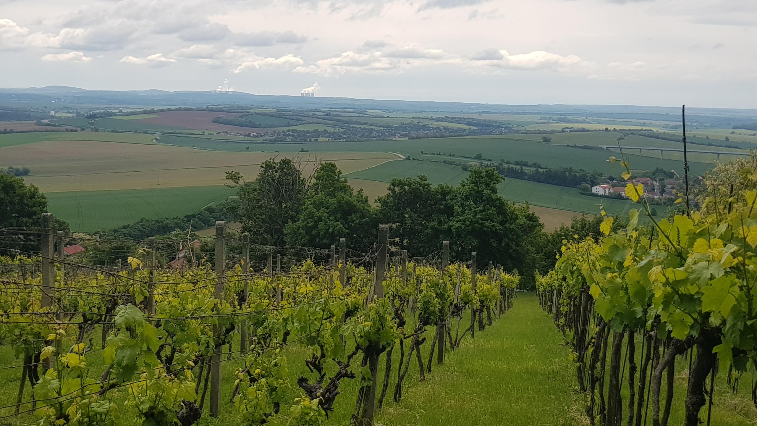 Prenajmem vinohrad Koliňany pri Nitre.